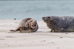 grey seals