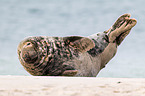 grey seal