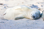 young grey seal