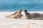 grey seals