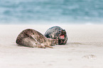 grey seals