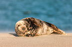 grey seal bull