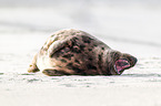 grey seal bull