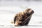 grey seal bull