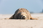 grey seal bull