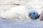 young grey seal