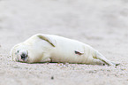 young grey seal