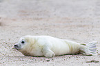 young grey seal