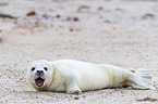 young grey seal