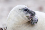 young grey seal