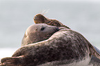 grey seal bulls