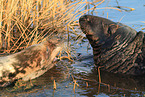 grey seals