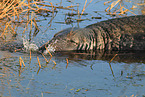 grey seal