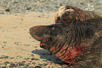 grey seals