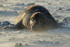 grey seal