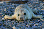 grey seal