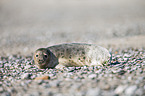 grey seal