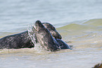 grey seals