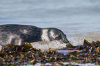 grey seal