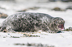 grey seal