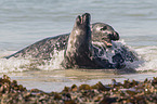 grey seals