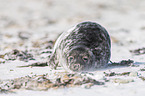 grey seal