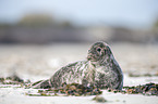 grey seal