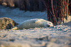 grey seals