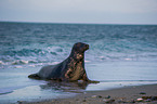 grey seal