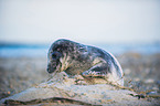 grey seal