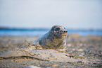 grey seal