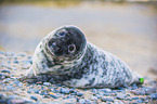 grey seal