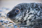 grey seal