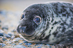 grey seal