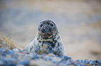 grey seal