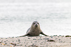 grey seal