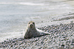 grey seal