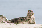 grey seal