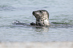 grey seal