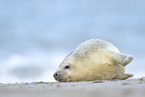 grey seal