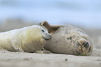 grey seals