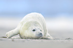 grey seal