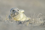 grey seal