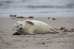 young grey seal