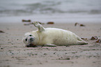 young grey seal