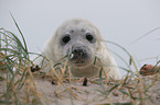 young grey seal