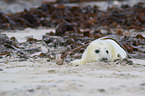 young grey seal