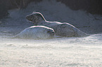 grey seals