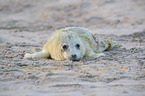 young grey seal