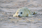 young grey seal